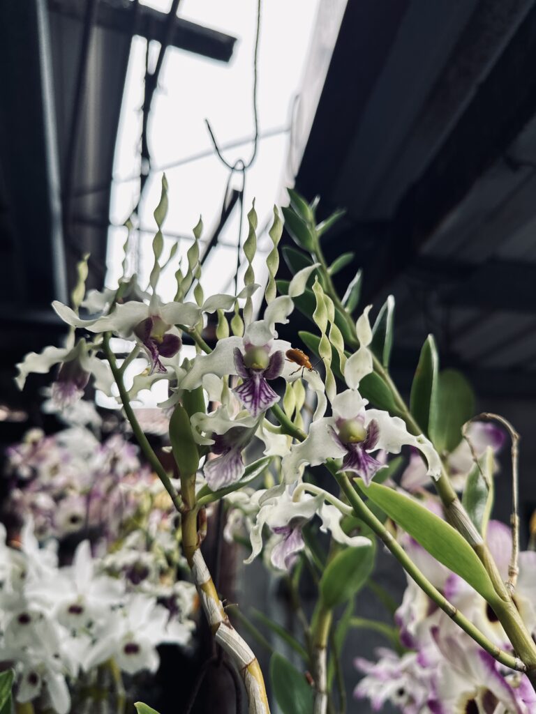 大陳梁阿姨蘭花