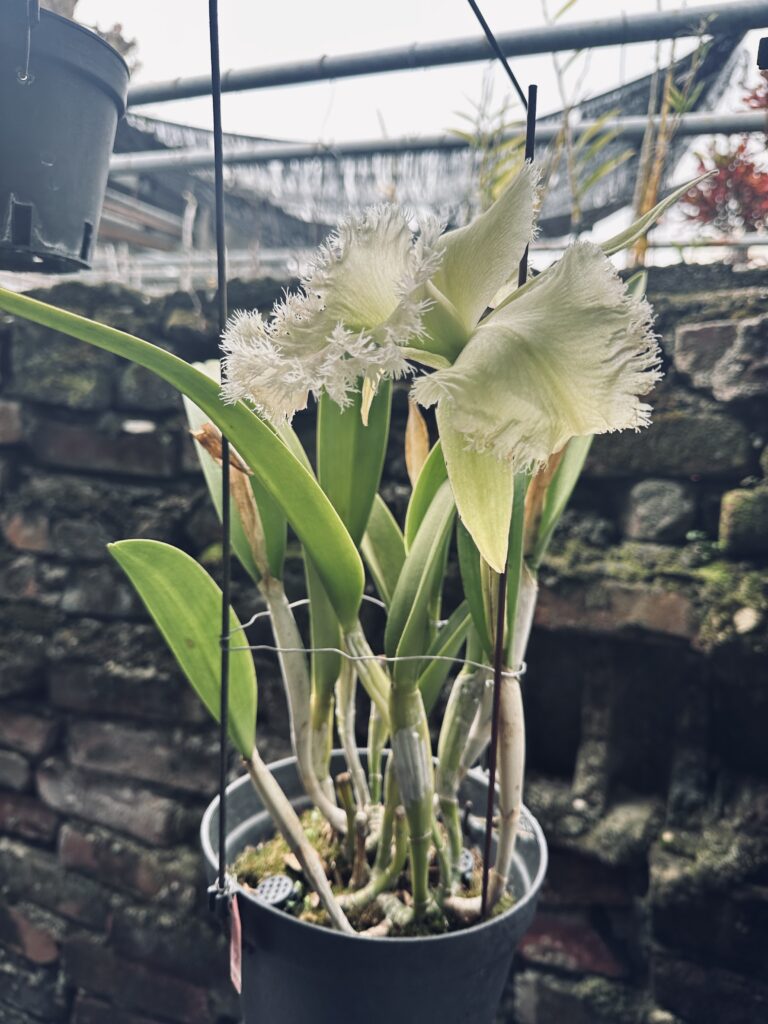大陳梁阿姨蘭花