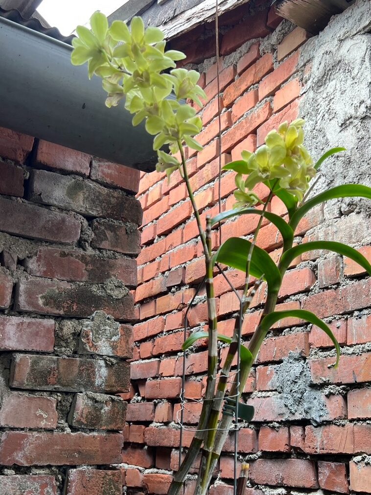 大陳梁阿姨蘭花
