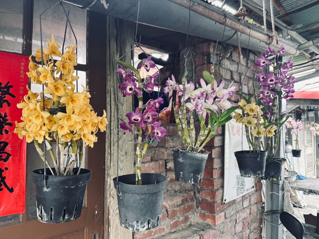 大陳梁阿姨蘭花